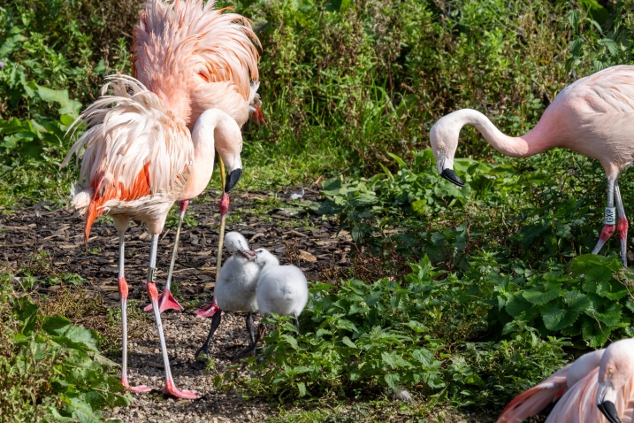 Flamingo chicks credit Gary Gray (1).jpg